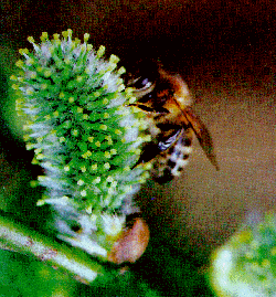 Bild einer Biene